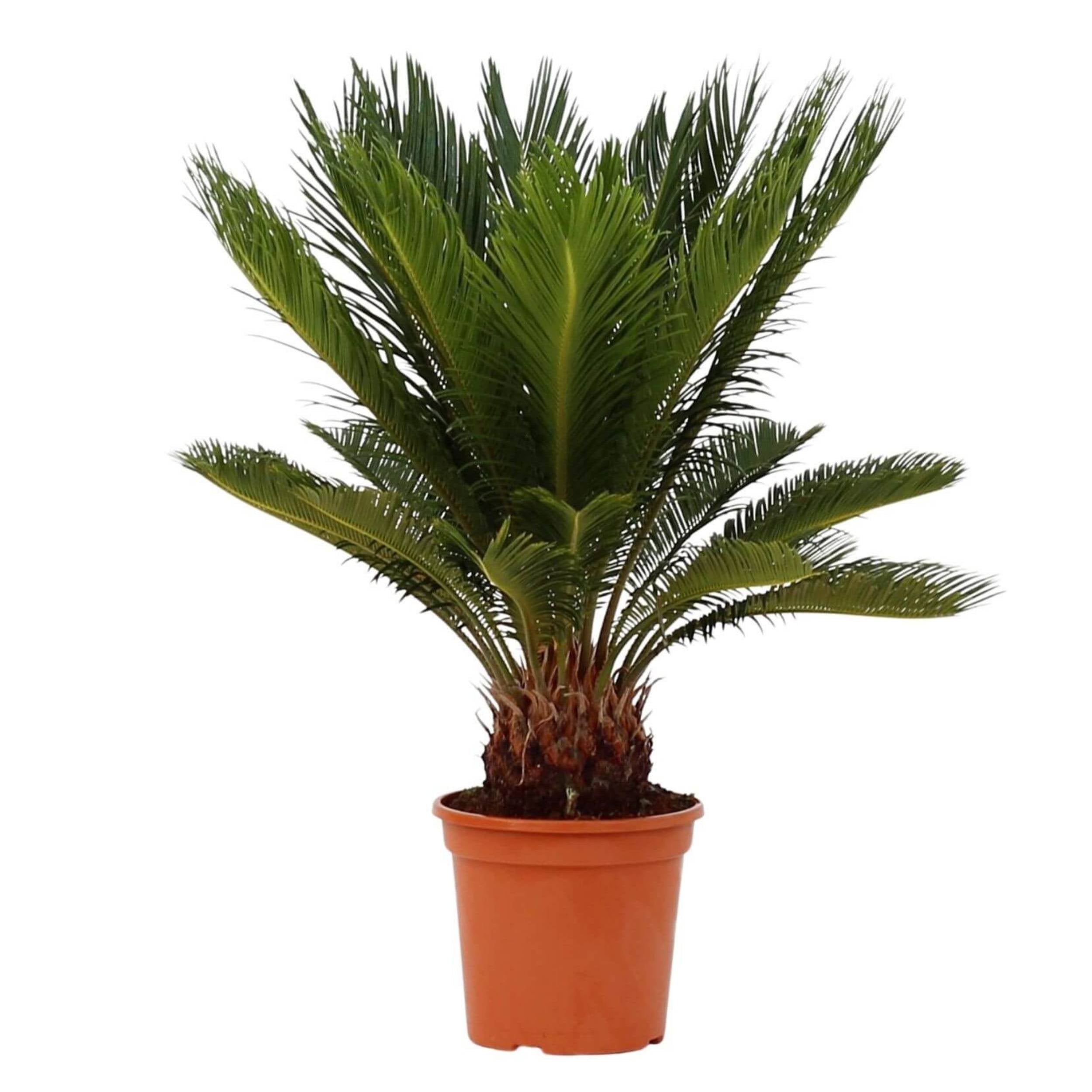 planta de exterior cycas revoluta palmeira com ramas verdes compridas em vaso de produção